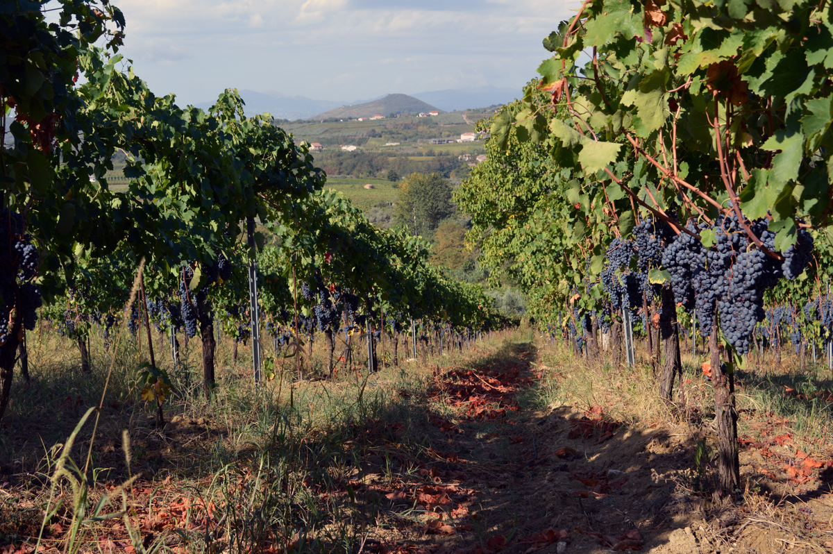 r-aglianico-vigna