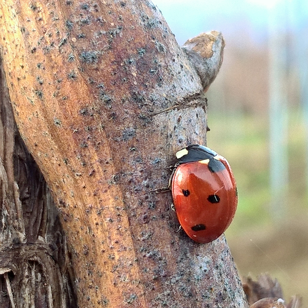 r-coccinella