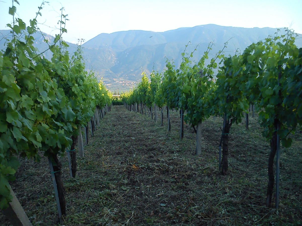 r-fiano