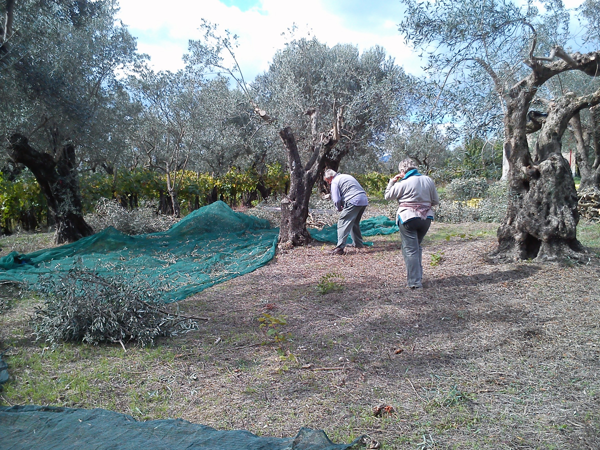 r-raccolta-olive
