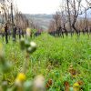 Vigna-Chiusa